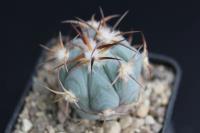 Echinocactus horizonthalonius VZD 517